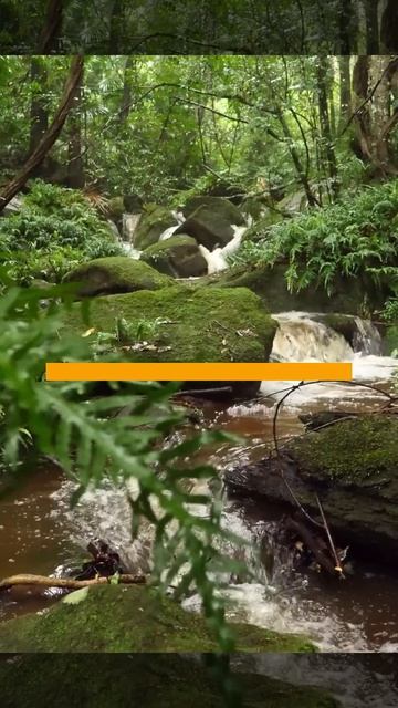 deep relaxing zen music ★ study music ★ sleep music ★ relaxing music [ 4K UHD ] #shorts