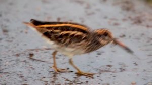 Гаршнеп танцует