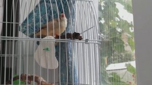 Зебровые амадины: дождливое утро
