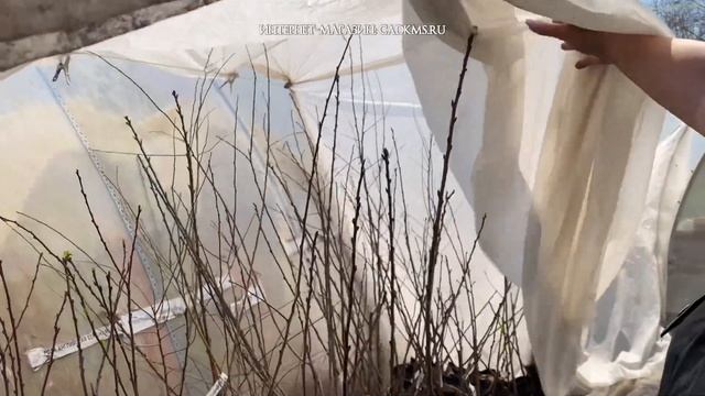 Новинки сезона 2024. Расширили ассортимент плодово-ягодных культур садовыйцентр
