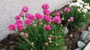Неприхотливое растение в саду Армерия Приморская, многолетний цветок.