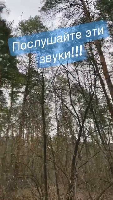 Послушайте эти звуки!!! Утреннее пение птиц! #новосибирск #пениептиц