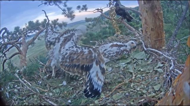 Алтынай с веткой птенцы испугались 30062021 смотреть онлайн