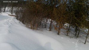 21.02.2025 следы диких зверей