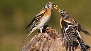 Голоса птиц Как поёт Вьюрок