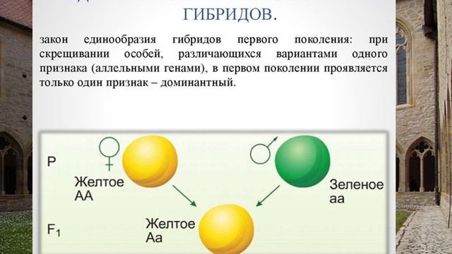 проект про Менделя