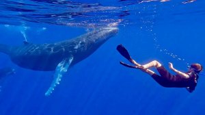 Swimming with Humpback Whales ｜ Incredible adventure in Tahiti (GoPro)