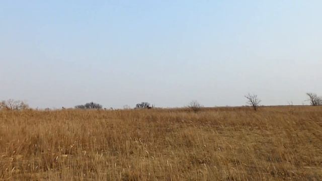 Собаки смотреть онлайн