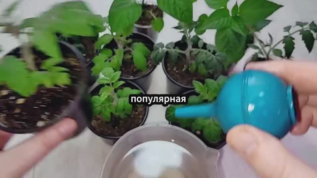 1 Ложка заставляет ЛЮБУЮ РАССАДУ толстеть и Активно Развиваться! Рассада Коренастая! смотреть онлайн