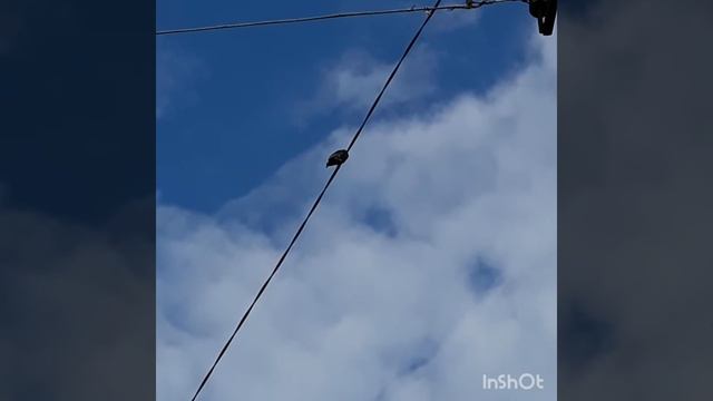 Удивительные песни скворцов. Лучшие имитаторы звуков. смотреть онлайн