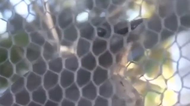 Лирохвосты способны воспроизводить практически любые звукиLyrebirds are capable of reproducing soun смотреть онлайн