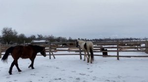 Кобыла прошла в охоту. Реакция молодого жеребца.