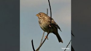 Просянка.Птицы России.