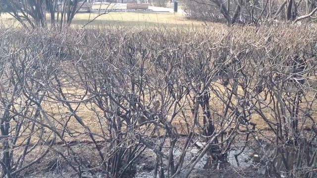 Пение птиц весной смотреть онлайн