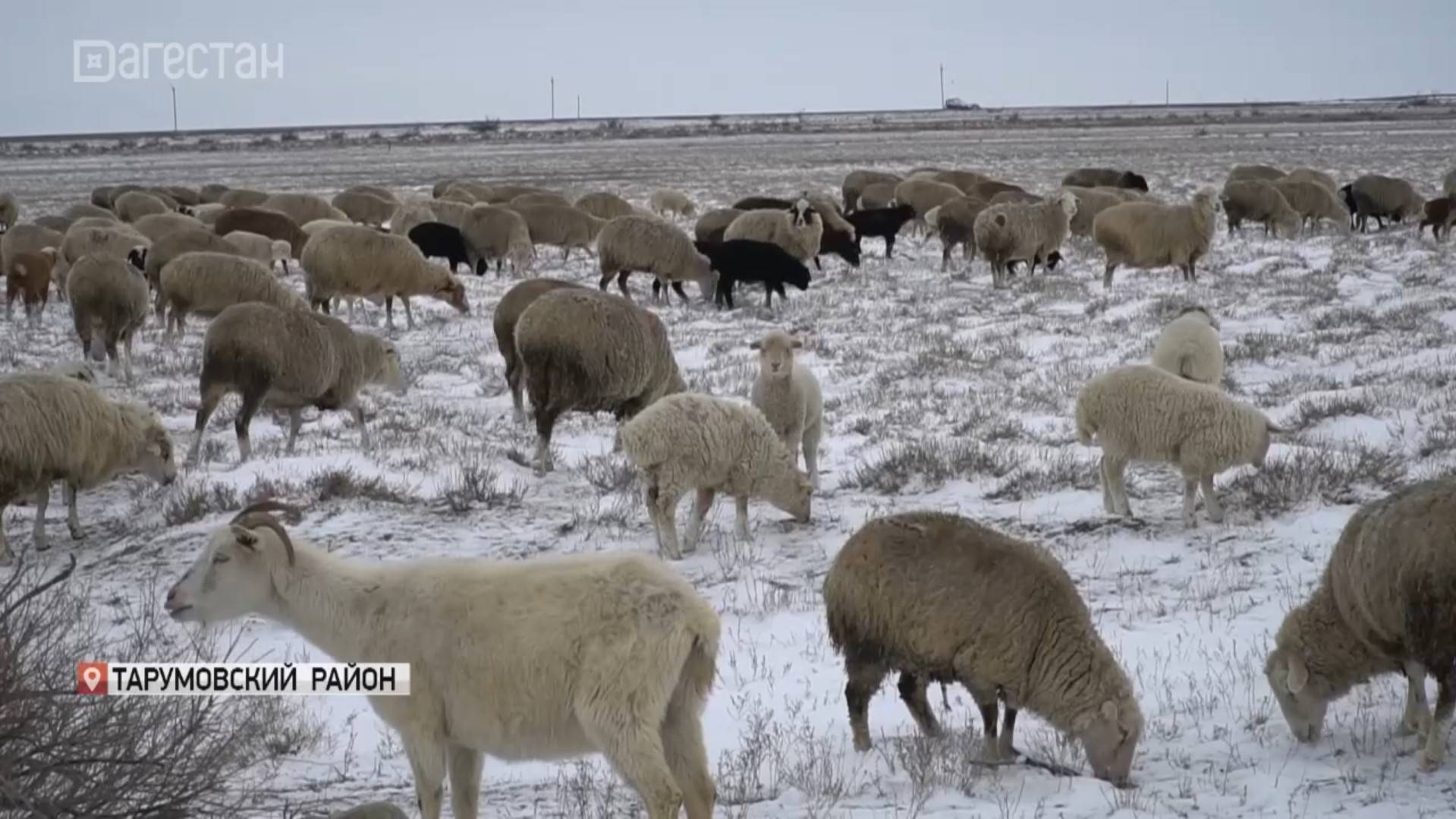 Зимовка скота в Кочубейской зоне отгонного животноводства