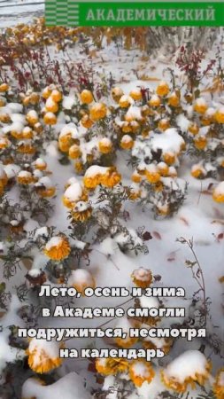 Первый снег в Академическом