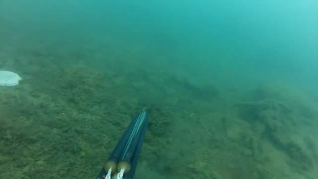 Подводная охота на море смотреть онлайн