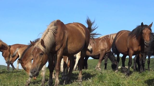 Лошади встречают восход солнца смотреть онлайн