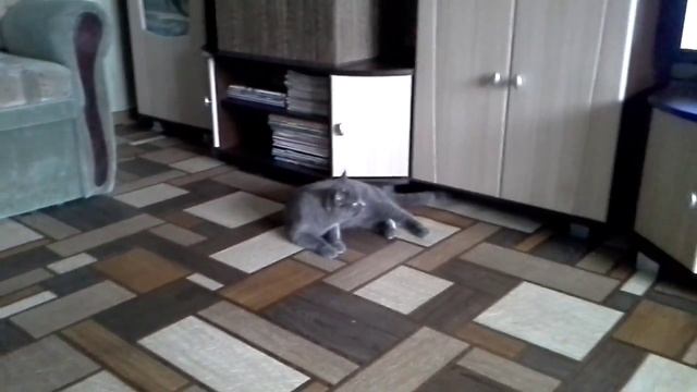 Кошка пытается лаять смотреть онлайн