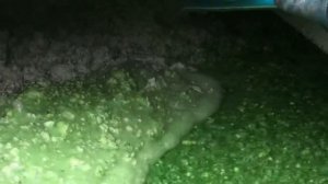 Результат гидропосева газона в Московской области, г. Шатура. База отдыха у Святого озера SAINT LAKE