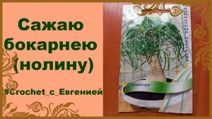 Сажаю бокарнею (нолину)