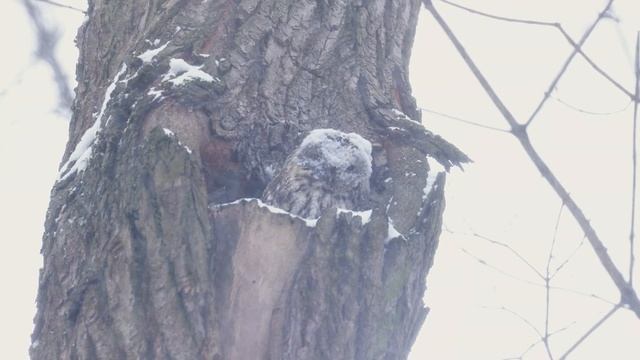 Сова в Шапке. Дневник натуралиста, 15 февраля 2024 г. смотреть онлайн