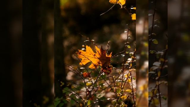 КРАСИВАЯ МУЗЫКА ДЛЯ ДУШИ ( ОСЕНЬ ) !!! 🍁🍂🍁ПРИШЛА ОСЕНЬ/ОСЕННЯЯ МЕЛОДИЯ