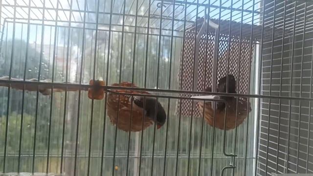 Амадины поют! смотреть онлайн