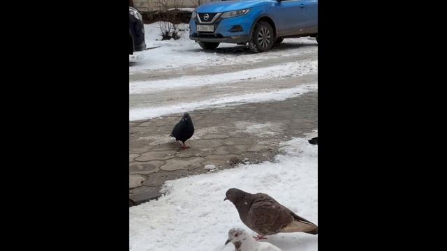 АРТЁМ И ЕГО ГОЛУБИ смотреть онлайн