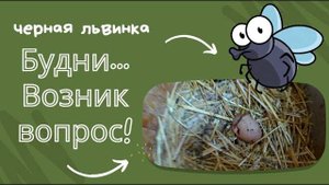 Что курице не хватает?