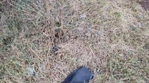 Закончила обрезать черную смородину. готовимся к ночным заморозкам.
