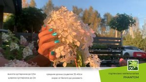 Гортензия Фантом: описание сорта