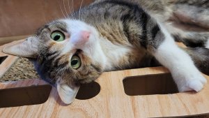 ГИМНАСТИКА ДЛЯ КОШЕК! Зарядка на каждый день!!!