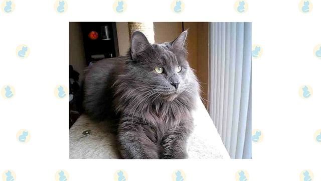 Nebelung Cat VS. Chartreux Cat смотреть онлайн