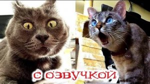 Приколы с котами!--С ОЗВУЧКОЙ! СМЕШНЫЕ КОТЫ и собаки! Самые смешные животные!!