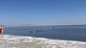 Собака на соленом озере Баскунчак