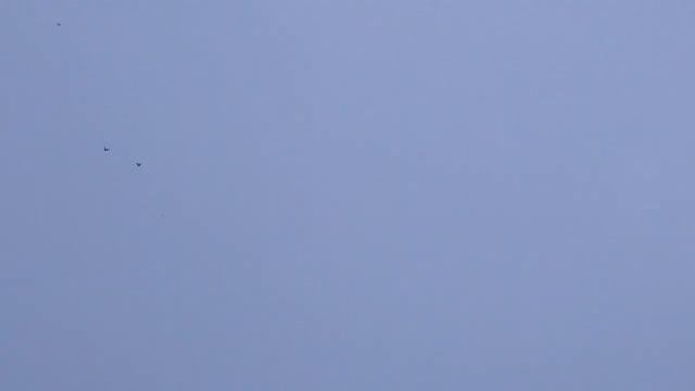 Николаевские голуби Драганов Виталия.атака сокола. смотреть онлайн