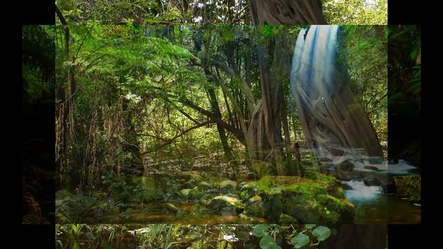 Джунгли☺ смотреть онлайн