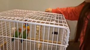 мои попугаи