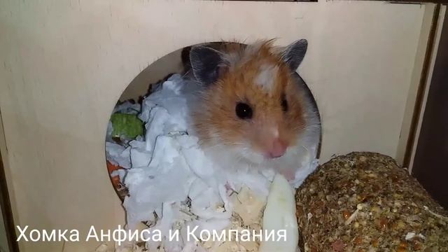 Красавчики хомяки - наши любимые домашние питомцы