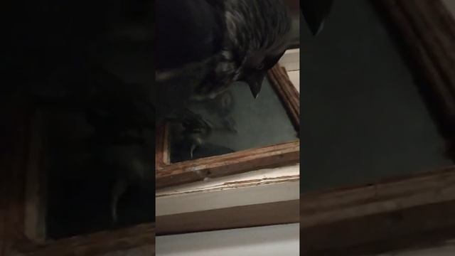 Галка в домашних условиях. Карл. смотреть онлайн