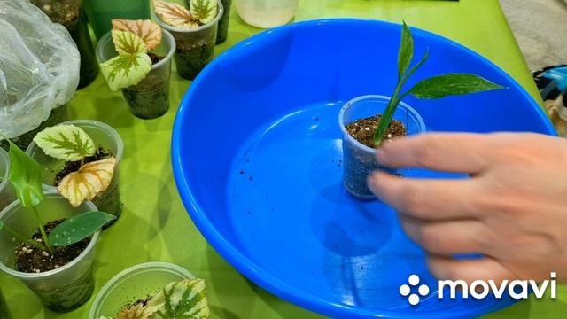 КОМНАТНЫЕ РАСТЕНИЯ(ЦВЕТЫ).ЦВЕТОЧНЫЕ ДЕЛА.