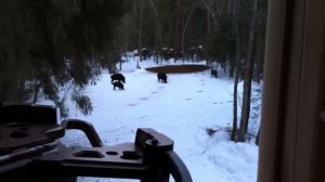 Охота на кабаны с вышки ten point