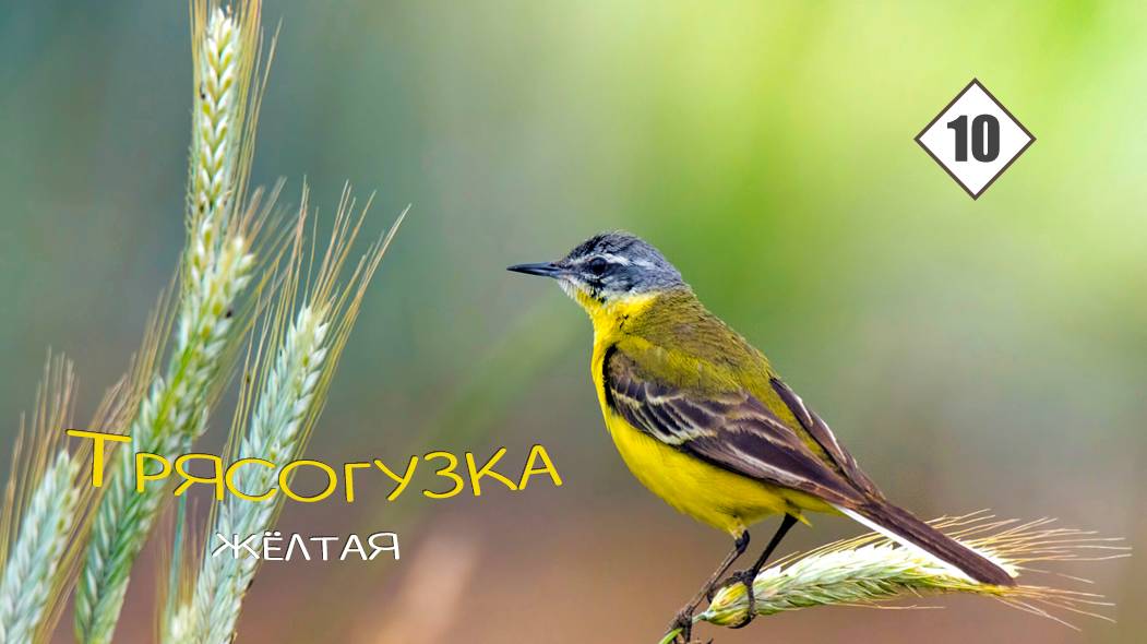 10_Трясогузка жёлтая, или Плиска смотреть онлайн