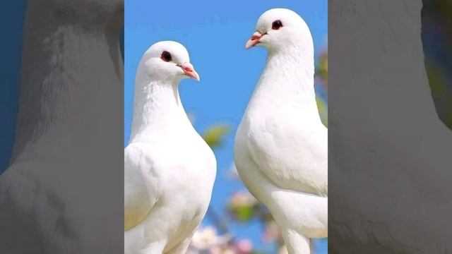 Голуби во дворе.