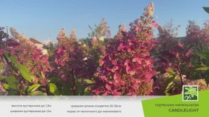 Гортензия Кендллайт: описание сорта