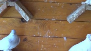 Бойные породы голубей: показываю и рассказываю/ 30.07.2020