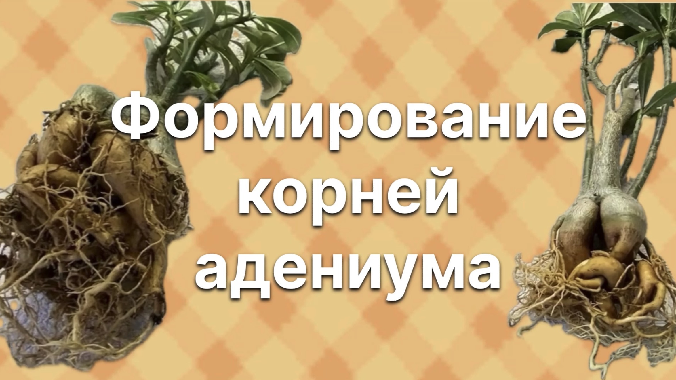 Корневую систему адениума нужно формировать каждый год. 26 февраля 2025 г.