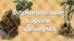 Корневую систему адениума нужно формировать каждый год. 26 февраля 2025 г.