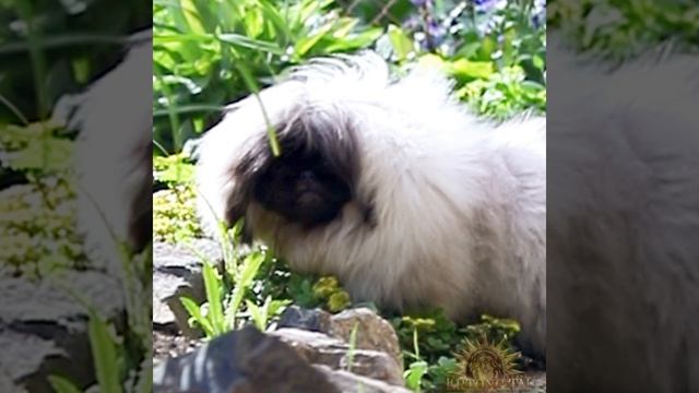 Пекинес кобель | Pekingese male #pekingese #пекинес